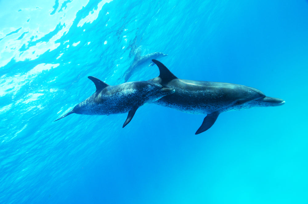 dolphin-bahama-binimi