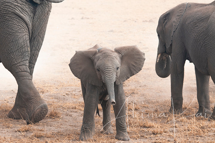 Capturing Nature's Beauty: Tips for Photographing Wildlife in Their Natural Habitat