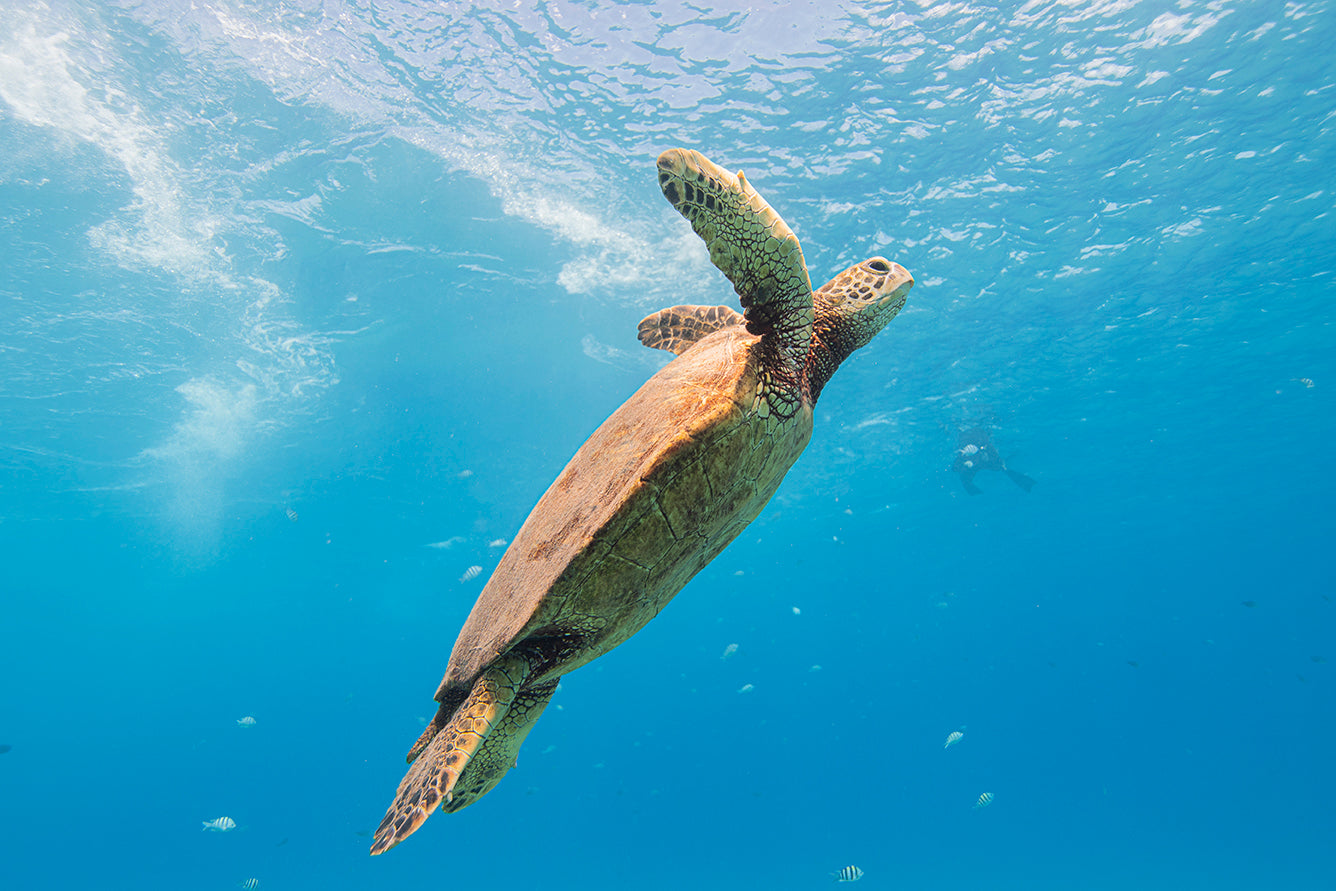 hawaii-underwaterphotography-turtle-comes