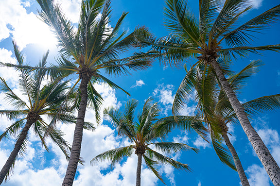 hawaii-photography-coconuts