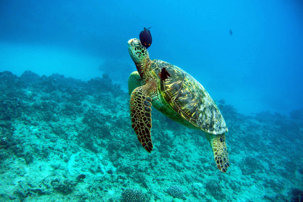 The Intersection of Art and Science: How Underwater Photography Contributes to Marine Conservation