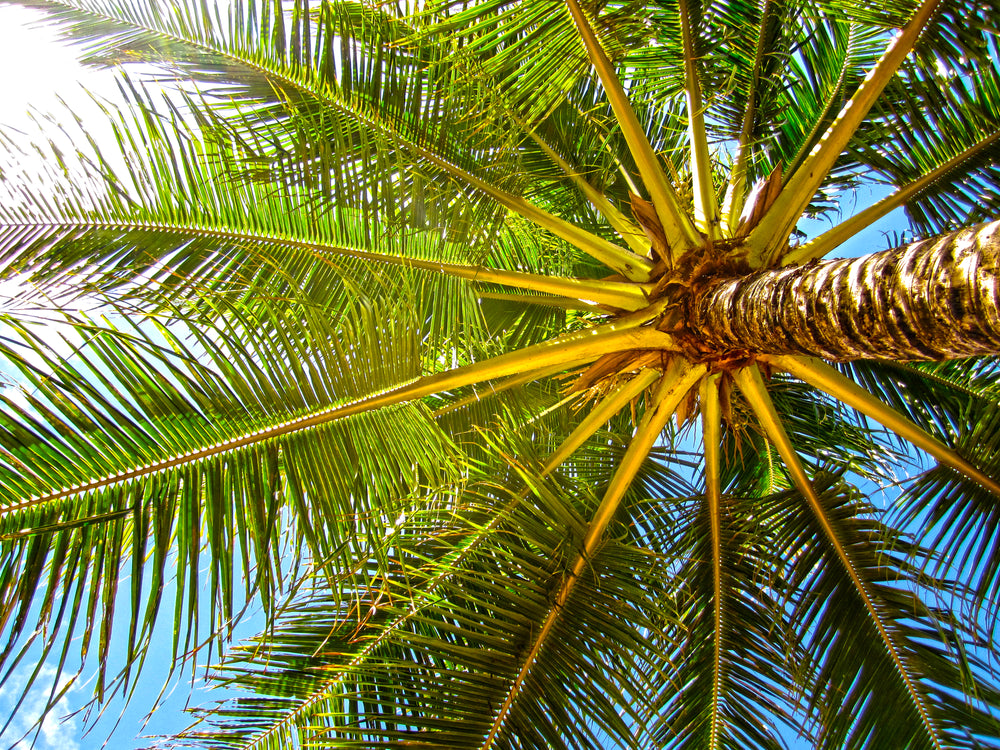 coconut tree blue sky
