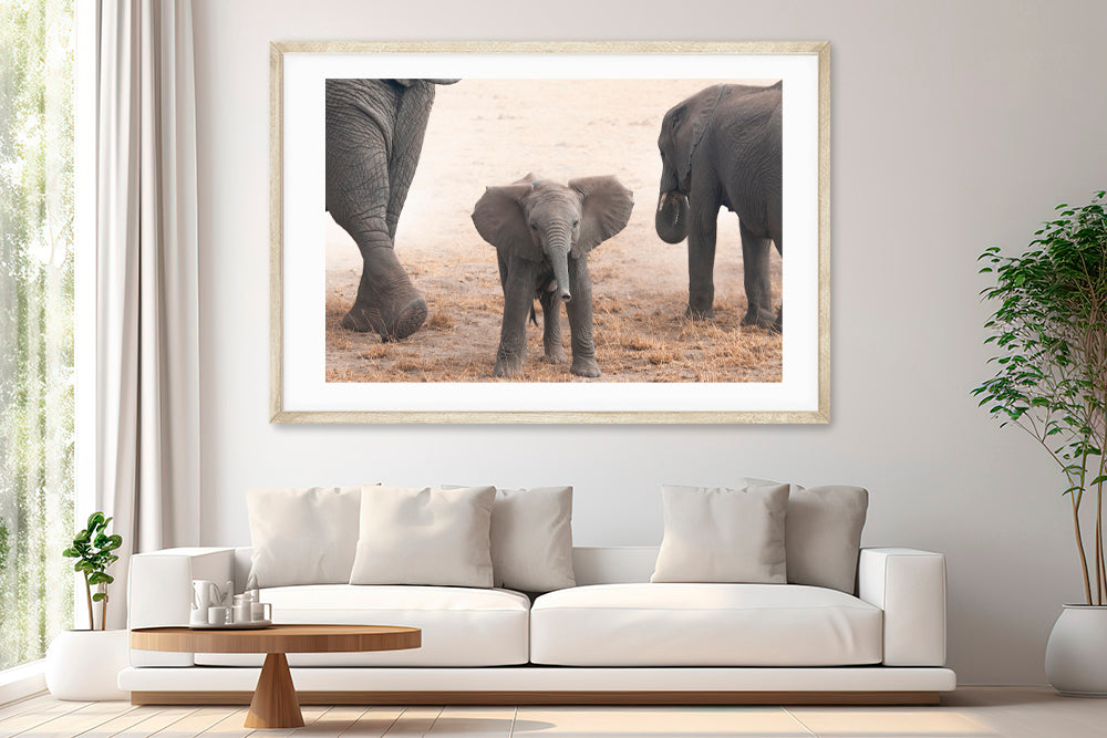 Baby elephant photography living room