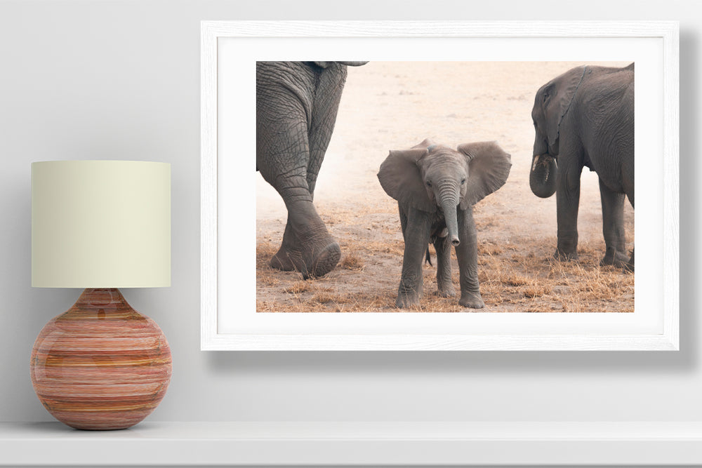 Baby elephant photography small print