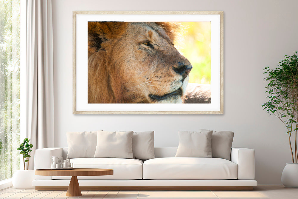 Wildlife Lion Africa photography living room