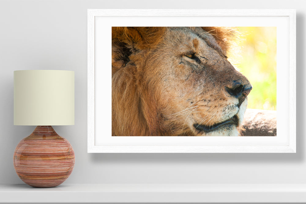 
                  
                    Wildlife Lion Africa photography small print
                  
                