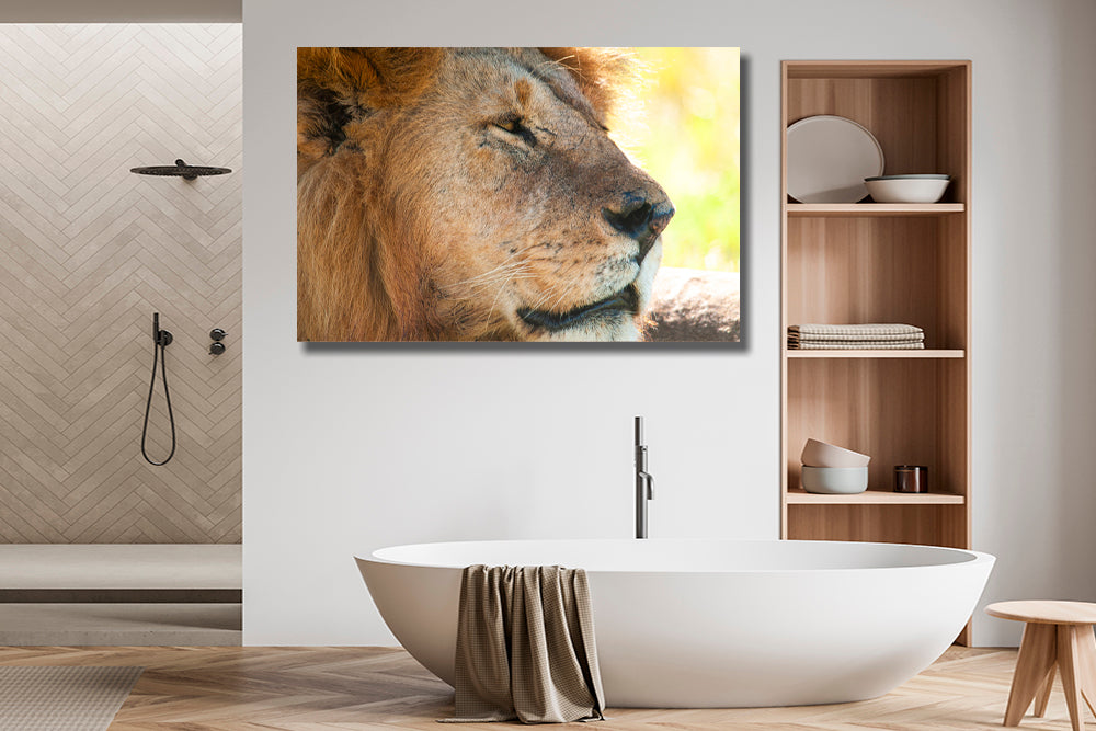 Wildlife Lion Africa photography bathroom