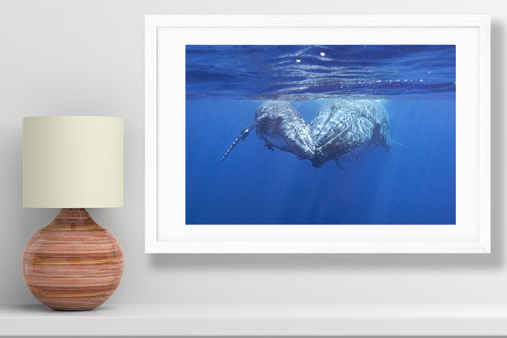 whale family love photography small print