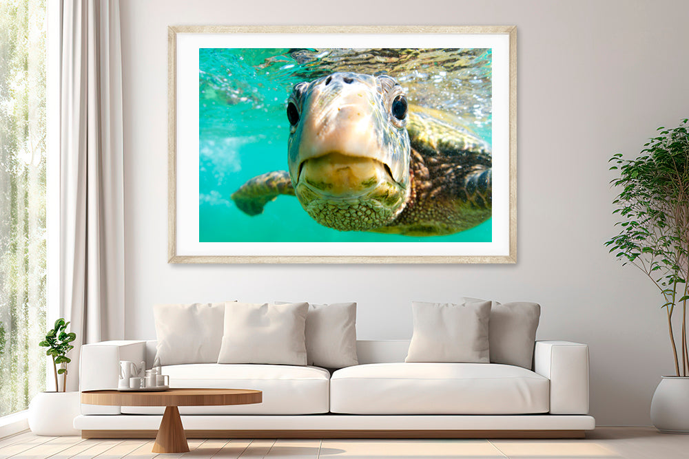 Hollywood honu photography living room