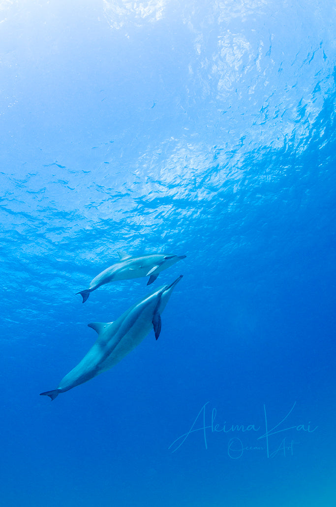 
                  
                    This is my baby | Hawaii Underwater Photography
                  
                