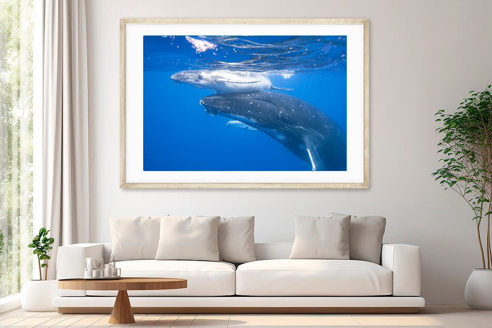 First breath whale photography living room