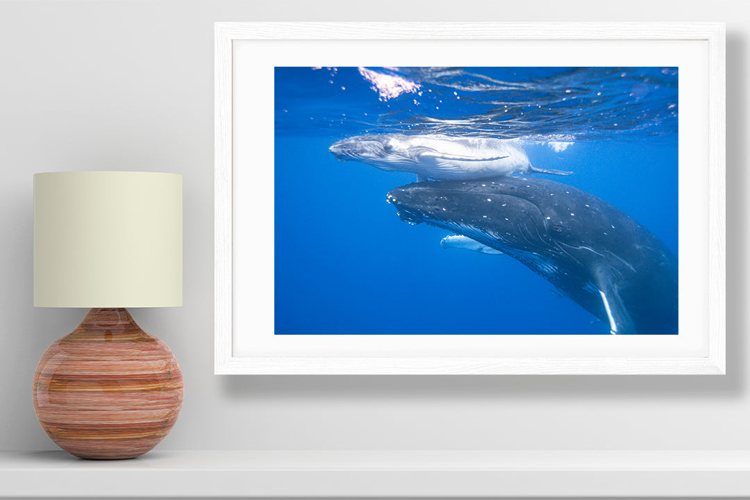 First breath whale photography small print