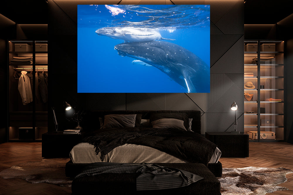 
                  
                    First breath whale photography bedroom
                  
                