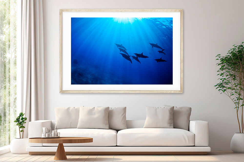 Best dolphin photography living room