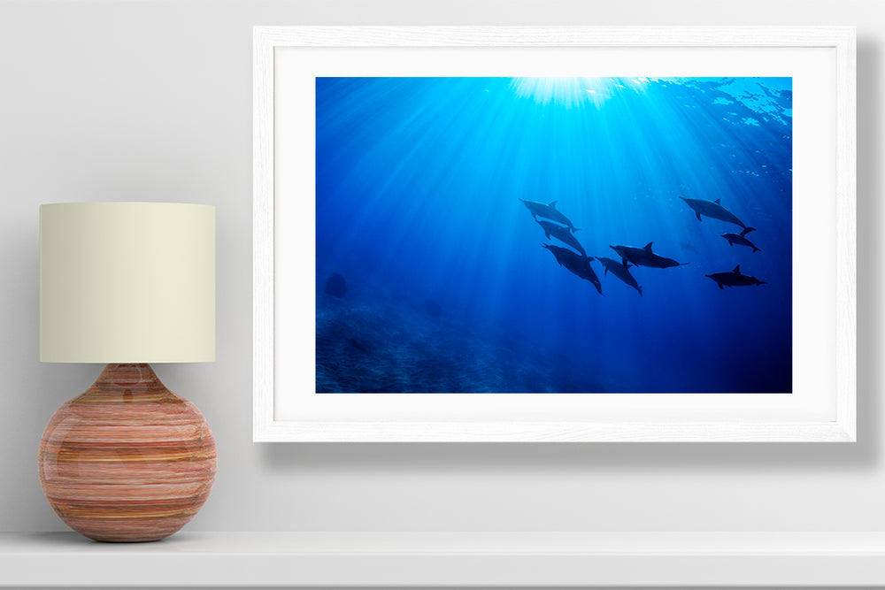 
                  
                    Best dolphin photography small print
                  
                