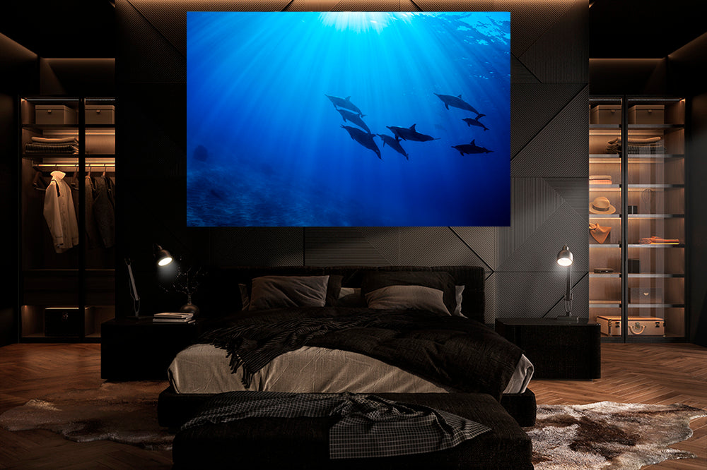 
                  
                    Best dolphin photography bedroom
                  
                