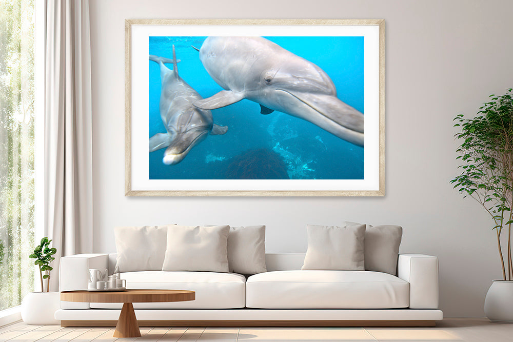 Connect dolphin photography living room