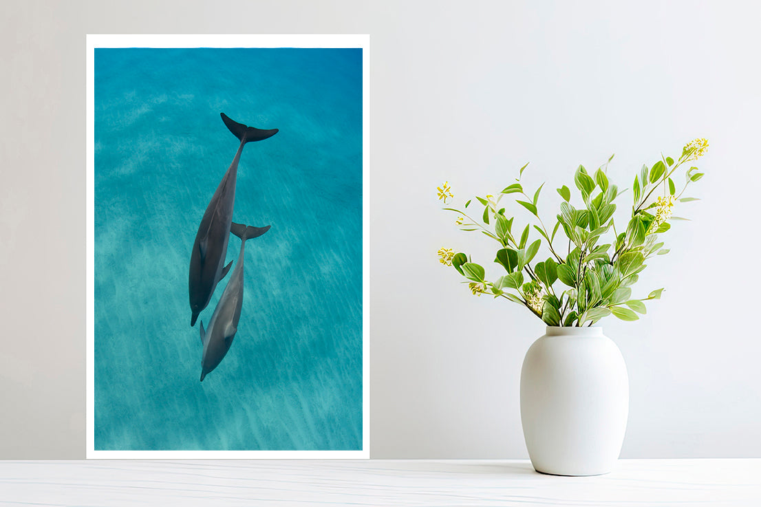 Two Dolphins photography small print