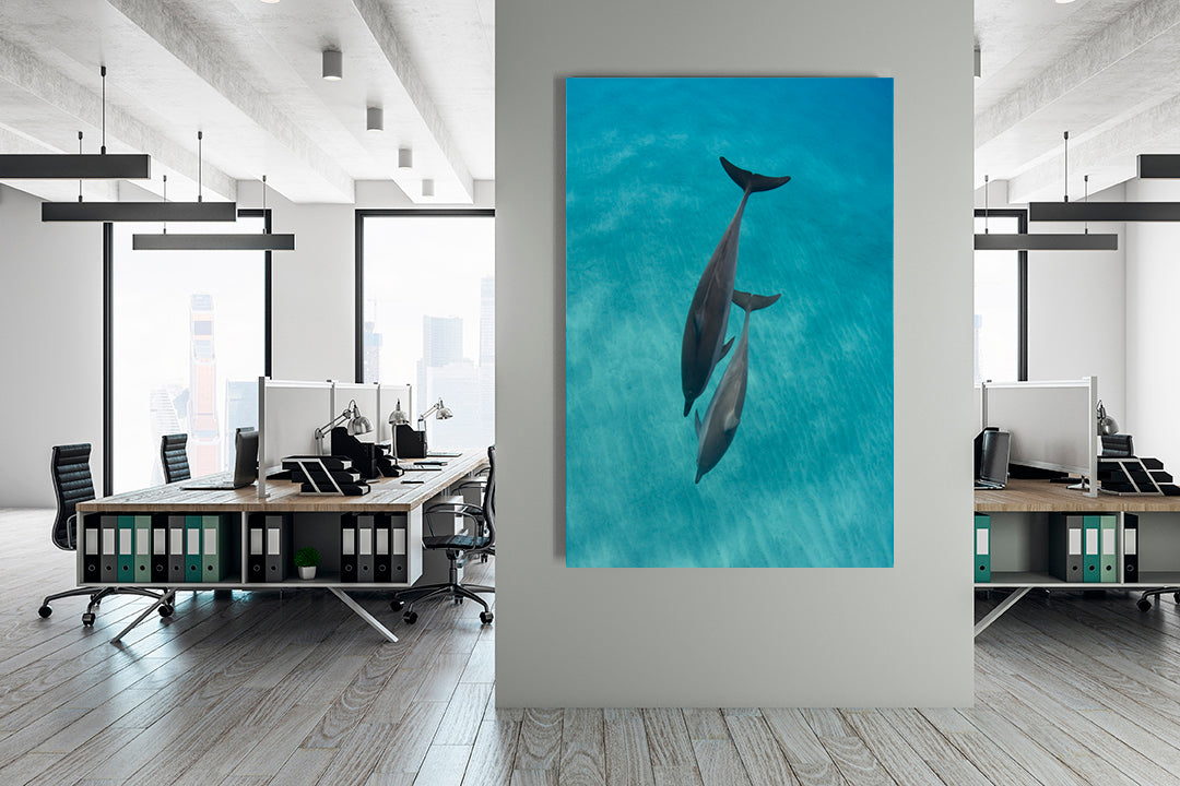 
                  
                    Two Dolphins photography office
                  
                