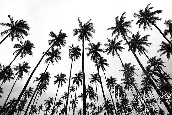 
                  
                    Coconut Breeze | Hawaii Island Photography
                  
                