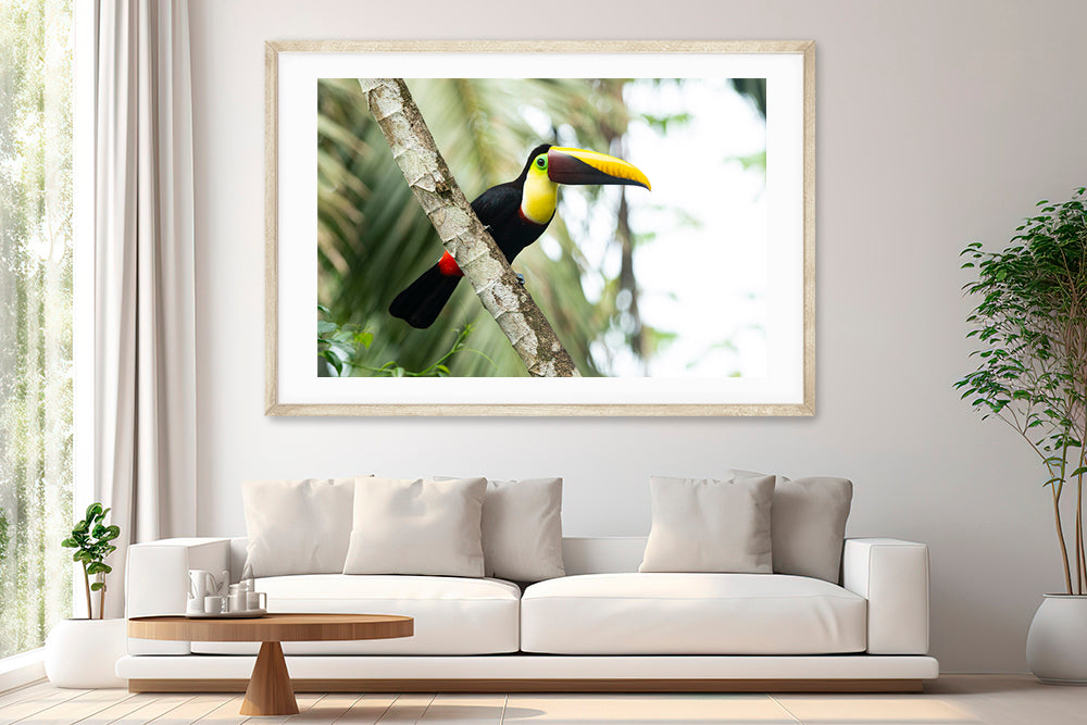 Toucan photography living room