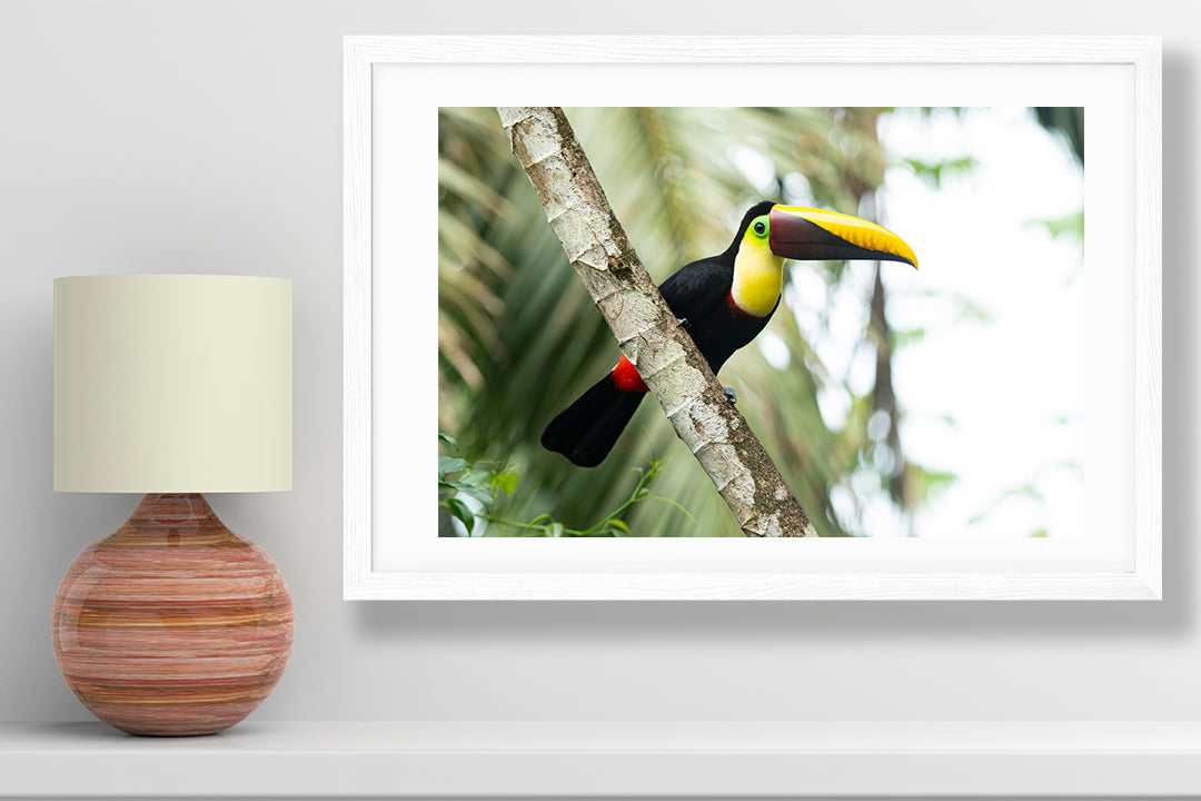 Toucan photography small print