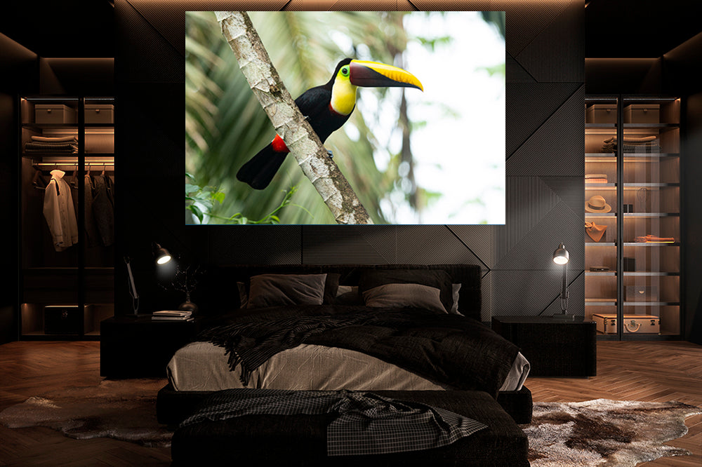 
                  
                    Toucan photography bedroom
                  
                