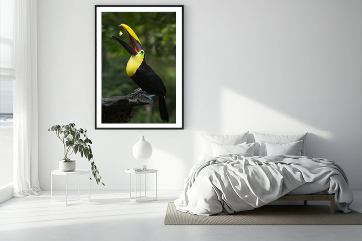 Toucan bird photography bedroom