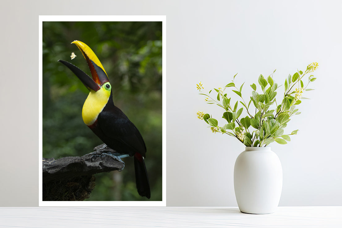 Toucan bird photography small print