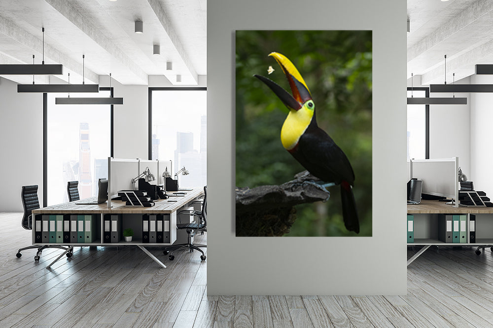 
                  
                    Toucan bird photography office
                  
                