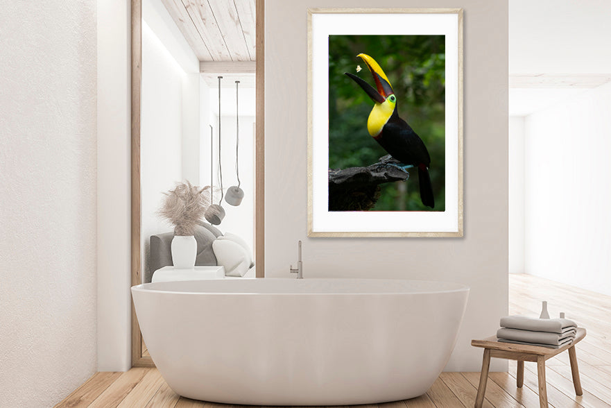 
                  
                    Toucan bird photography bathroom
                  
                