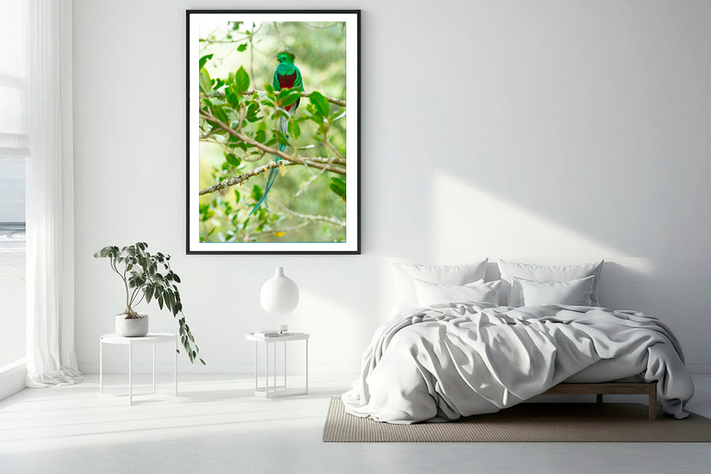 Quetzal bird photography bedroom