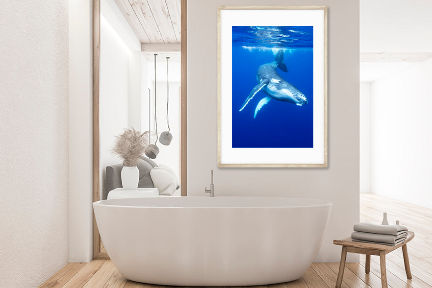 
                  
                    Play baby whale photography bathroom
                  
                