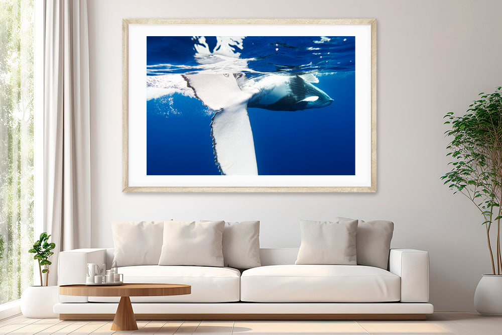 playing whale photography living room