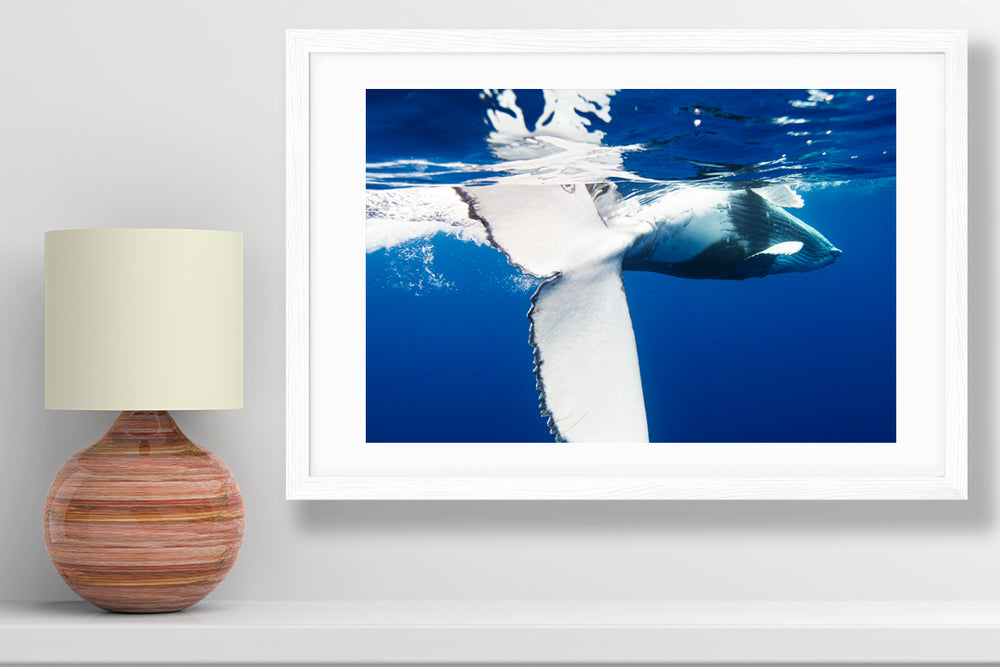 playing whale photography small print