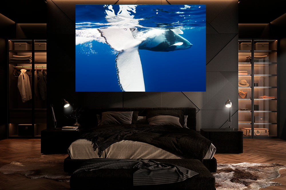 
                  
                    playing whale photography bedroom
                  
                