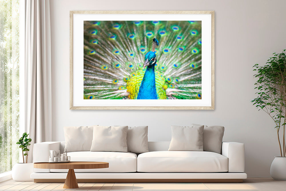 Peacock photography living room