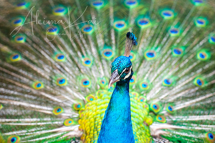 
                  
                    Peacock photography 
                  
                