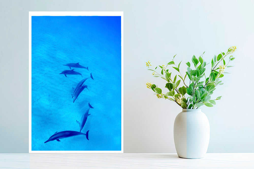 Baby dolphin photography small print