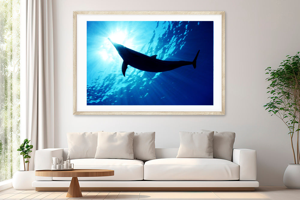 Dream dolphin photography living room