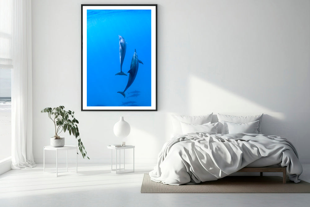Hawaii dolphin photography bedroom