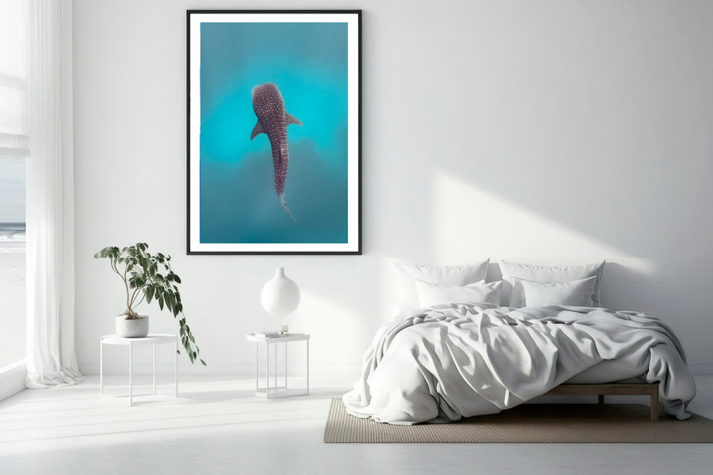 whale shark photography bedroom 