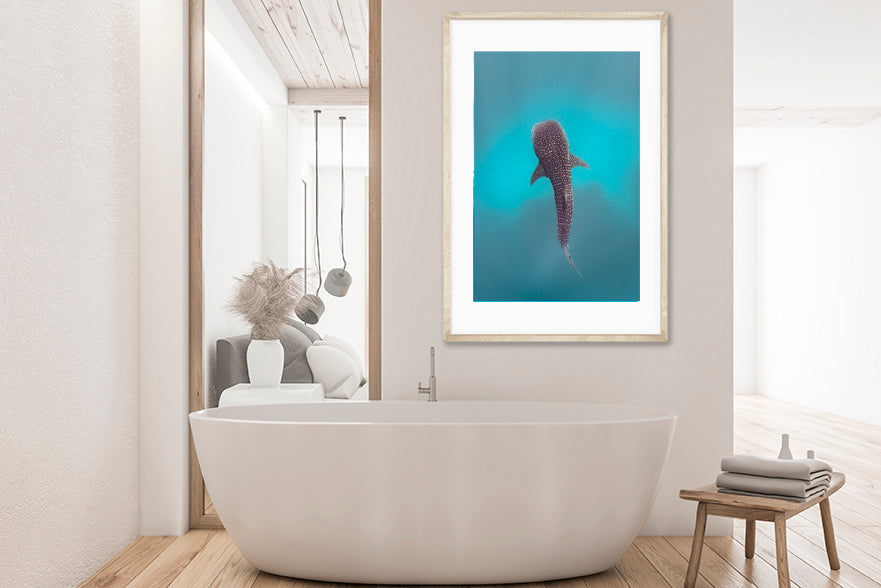 
                  
                    whale shark photography bathroom
                  
                