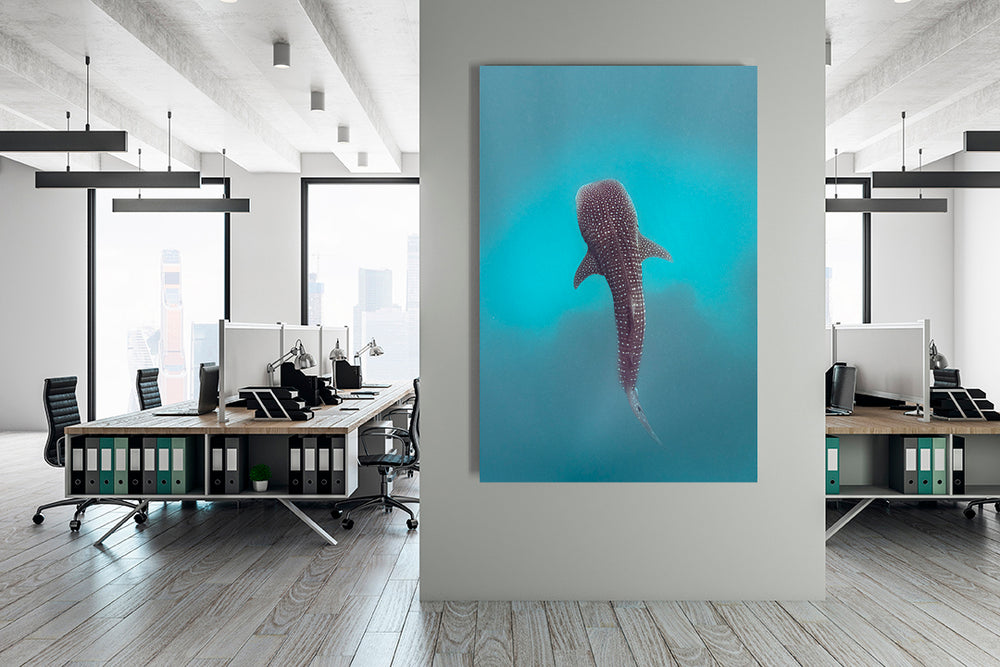 
                  
                    whale shark photography office
                  
                