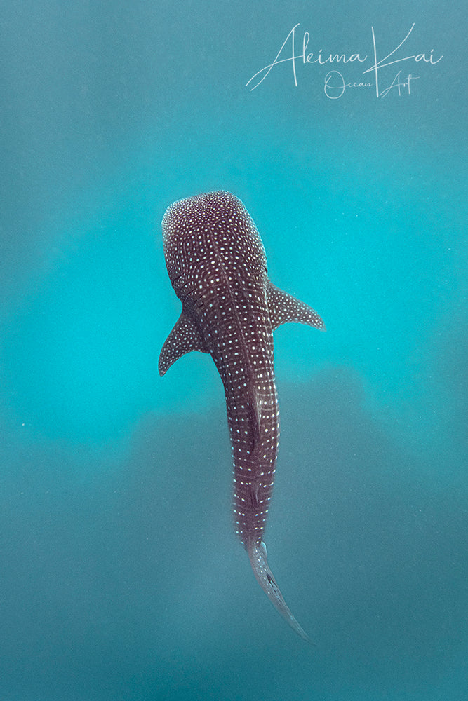 
                  
                    whale shark photography 
                  
                